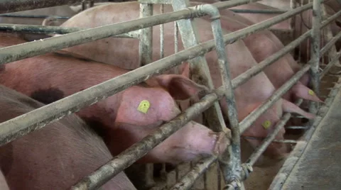 Pigs on Farm Stock Footage 977937