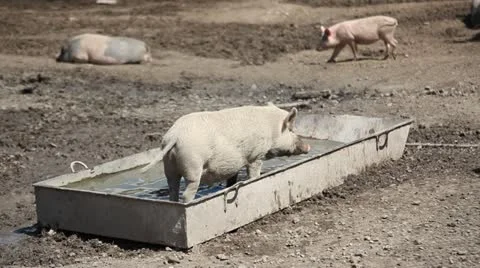 Pigs farm. Stock Footage 11102626