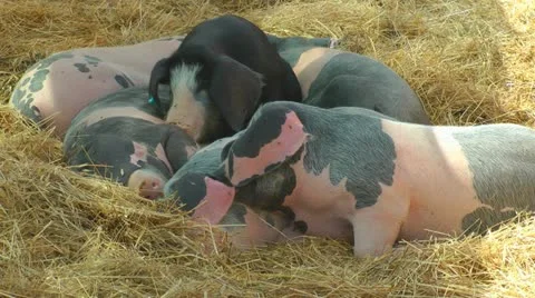 Pigs on the farm Stock Footage 12143627