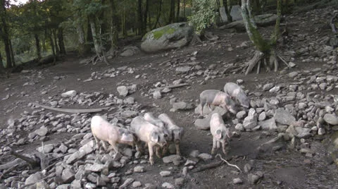 Pigs on the farm Stock Footage 22680108