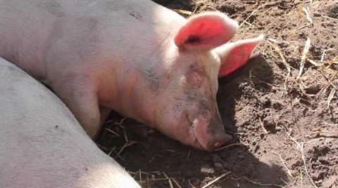 Pigs on the farm Stock Footage 29679222