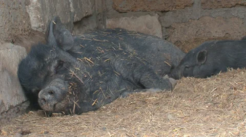 Pigs on the farm Stock Footage 31813158