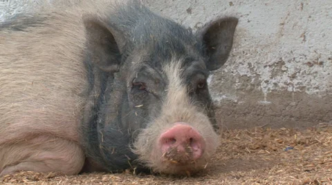 Pigs on the farm Stock Footage 31813994