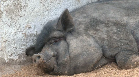 Pigs on the farm Stock Footage 31814346