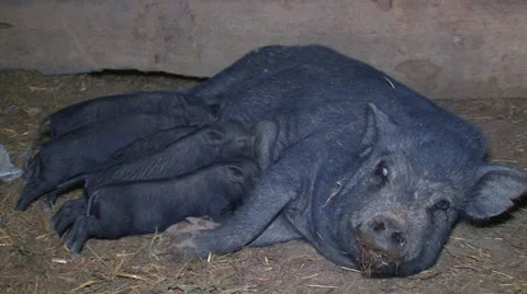 Pigs on the farm Stock Footage 31814394