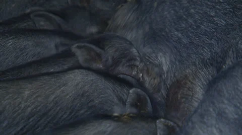 Pigs on the farm Stock Footage 31814740