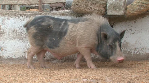 Pigs on the farm Stock Footage 31815523