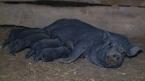 Pigs on the farm Stock Footage 31815594
