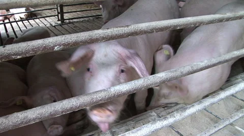 Pigs on a farm Stock Footage 46103783