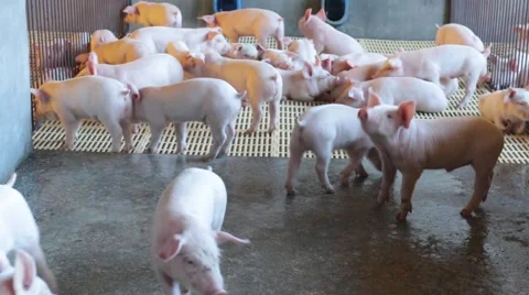 Pigs in farm 库存影片 51243279