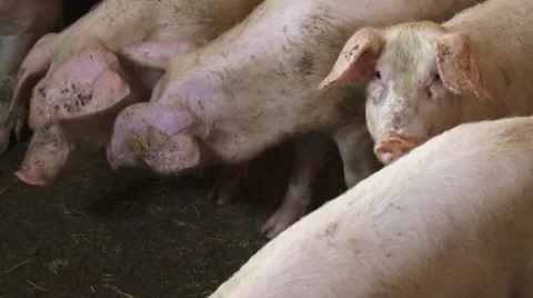 Pigs in farm Stock Footage 54363587