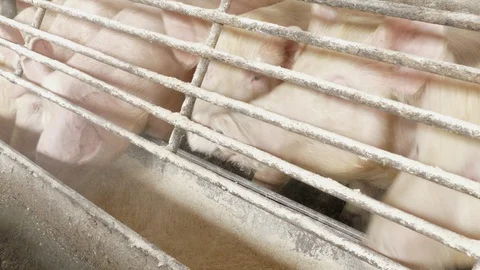 Pigs on the farm Stock Footage 90233841