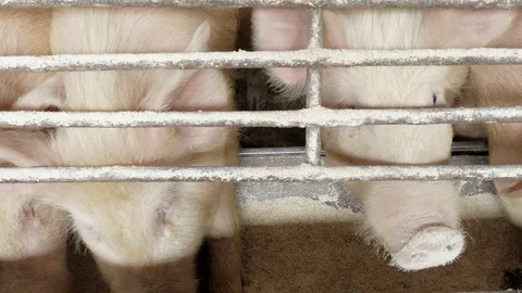 Pigs on the farm Stock Footage 90233842