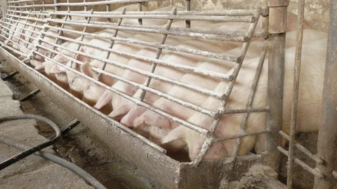 Pigs on the farm Stock Footage 90233845