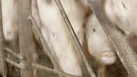 Pigs on the farm 動画素材 90233849