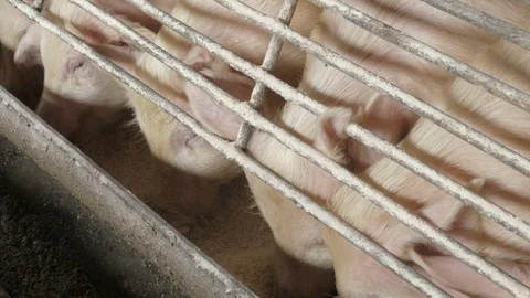 Pigs on the farm Stock Footage 90261405