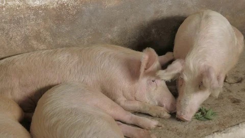 Pigs on the farm Stock Footage 90261436