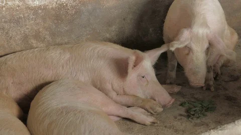 Pigs on the farm Stock Footage 90261454