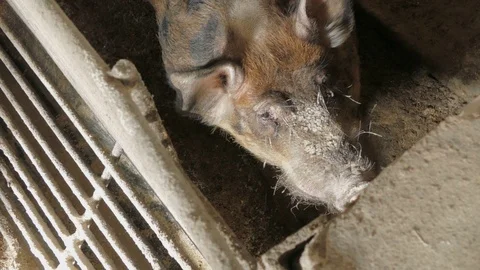 Pigs on the farm Stock Footage 90261460