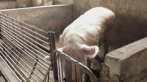 Pigs on the farm Stock Footage 90264159