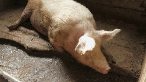 Pigs on the farm 動画素材 90264163