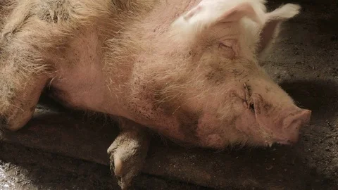 Pigs on the farm 動画素材 90264184