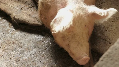 Pigs on the farm Stock Footage 90264187