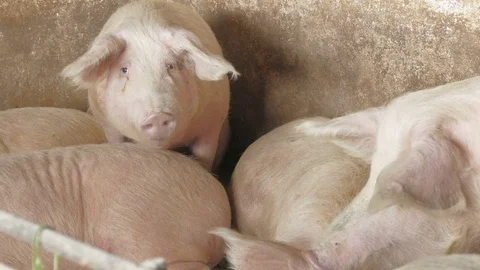 Pigs on the farm Stock Footage 90265679