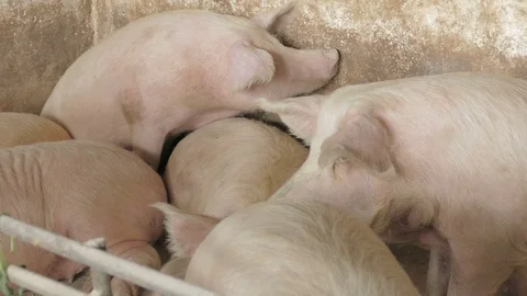Pigs on the farm Stock Footage 90265680