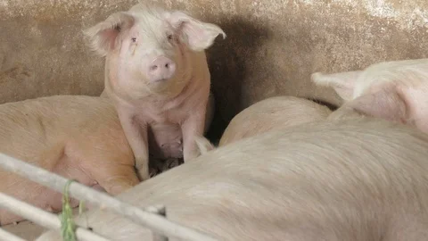 Pigs on the farm Stock Footage 90265708