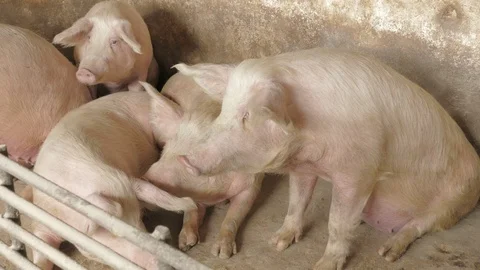 Pigs on the farm Stock Footage 90410523