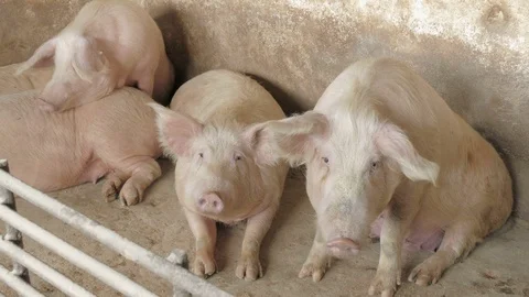 Pigs on the farm Stock Footage 90410526