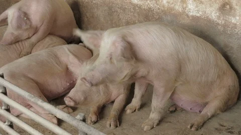 Pigs on the farm Stock Footage 90410573