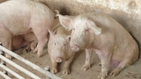 Pigs on the farm 動画素材 90410582