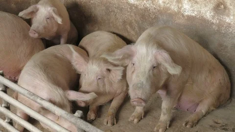 Pigs on the farm Stock Footage 90410618