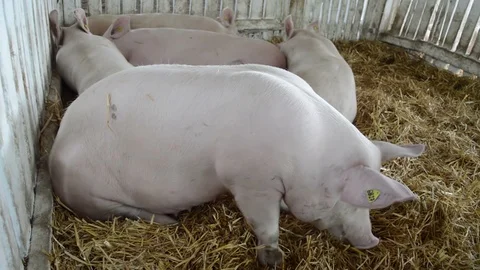 Pigs on the farm Video stock 90555055