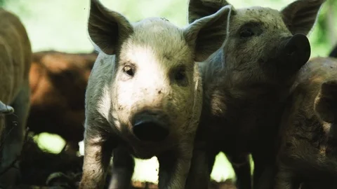 Pigs at a farm 動画素材 92410452