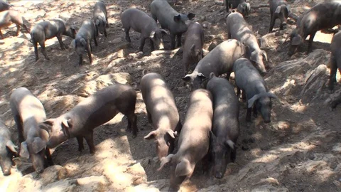 Pigs in farm Stock Footage 99398796