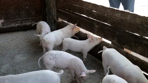 Pigs on the farm 動画素材 99545042