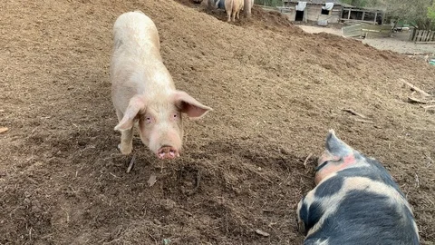 Pigs Farm Stock Footage 107132097