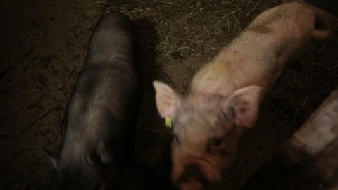 Pigs In A Farm Stock Footage 130083558