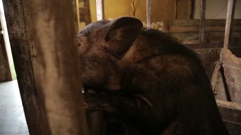 Pigs In A Farm Stock Footage 130143510