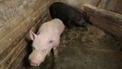 Pigs In A Farm Stock Footage 130338548