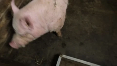 Pigs In A Farm Stock Footage 130508361