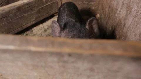 Pigs In A Farm Stock Footage 131268961