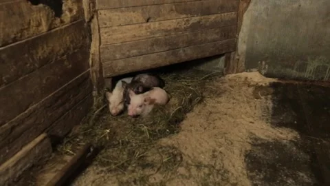 Pigs In A Farm Stock Footage 131268999