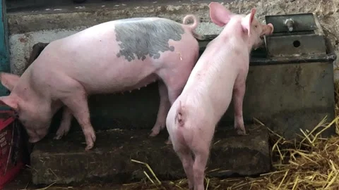 PIGS ON FARM Vídeo Stock 135019817