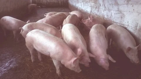 Pigs in the farm Video stock 167131854