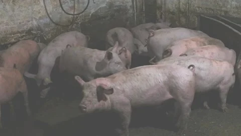 Pigs in the farm Video stock 167516868