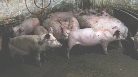 Pigs in the farm Video stock 167516869